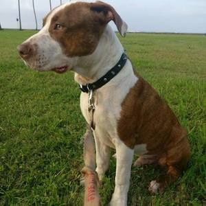 Meet your Posher, Braddah